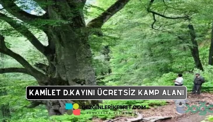 Kamilet Doğu Kayını Tabiat Anıtı Kamp Alanı
