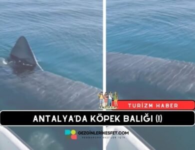 Antalya'da Köpek Balığı Görüntüsü Dezenformasyon Çıktı