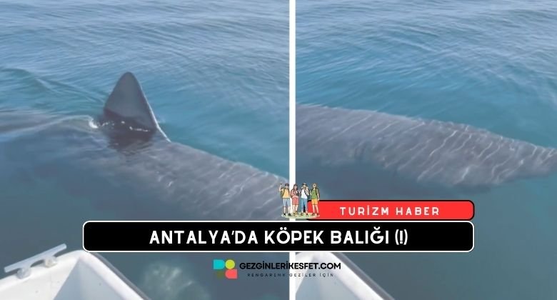 Antalya'da Köpek Balığı Görüntüsü Dezenformasyon Çıktı