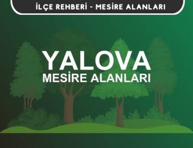 Yalova Mesire Alanları Listesi - Kamp ve Piknik Yerleri