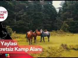 At Yaylası Ücretsiz Kamp Alanı