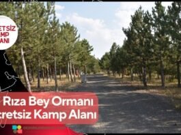 Ali Rıza Bey Ormanı Ücretsiz Kamp Alanı